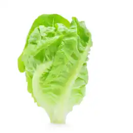 Head Butter Lettuce