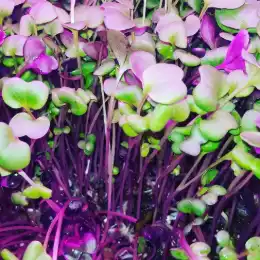 Microgreen 2 Pack