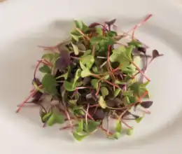 Microgreen Bi-Weekly Subscription